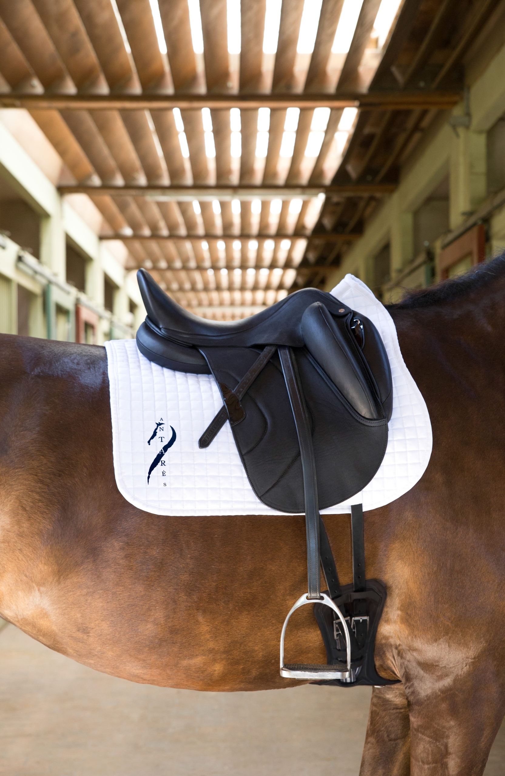 Selle et tapis Antarès