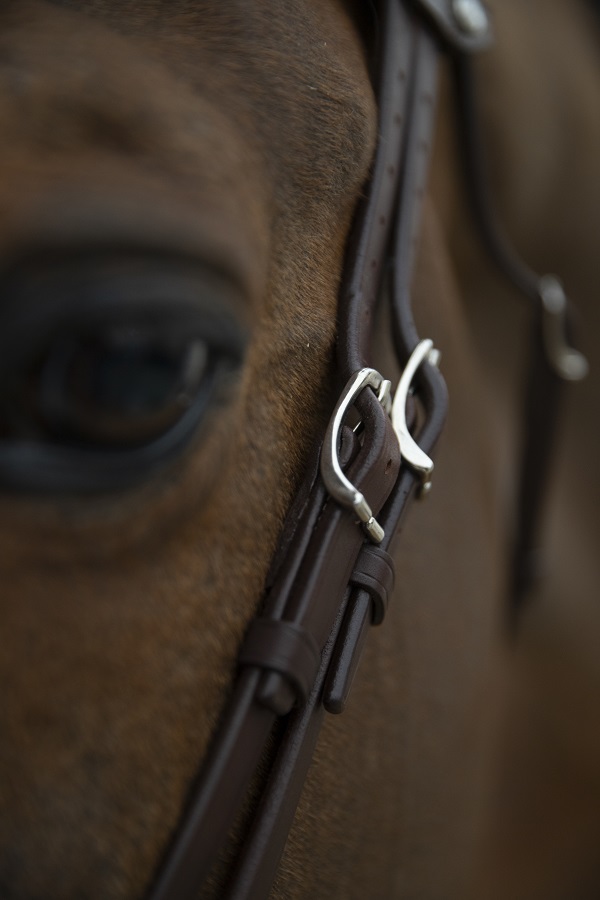 filet cheval équitation Antarès