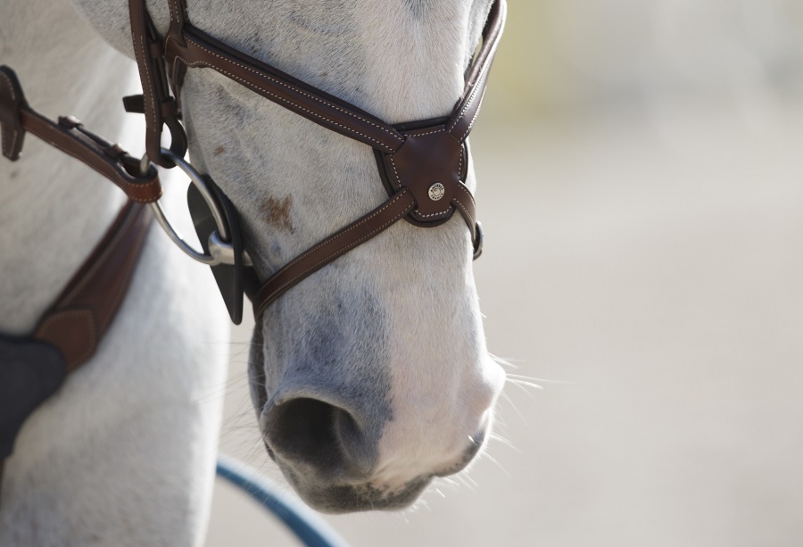 Muserolle filet équitation Antarès