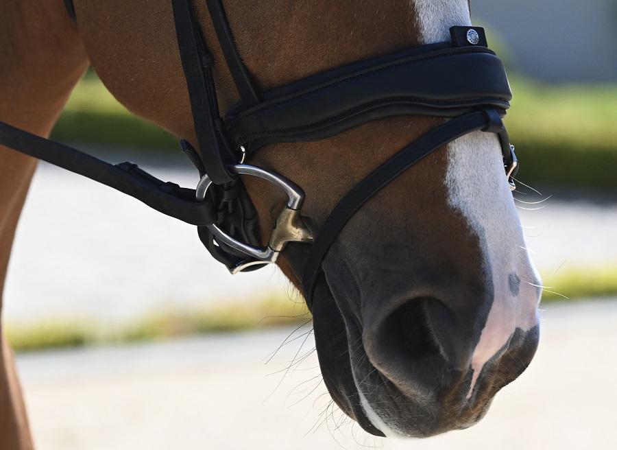 Muserolle filet équitation Antarès