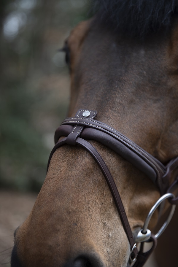 filet cheval équitation Antarès
