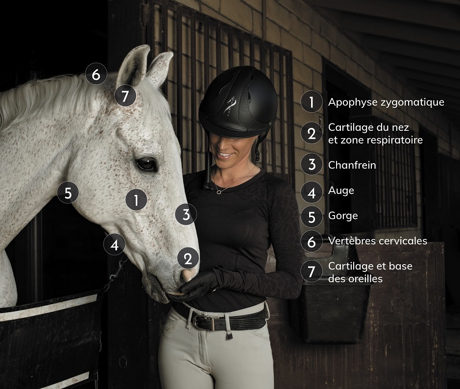 filet cheval équitation