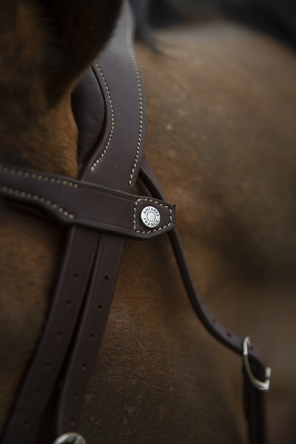 filet cheval équitation Antarès