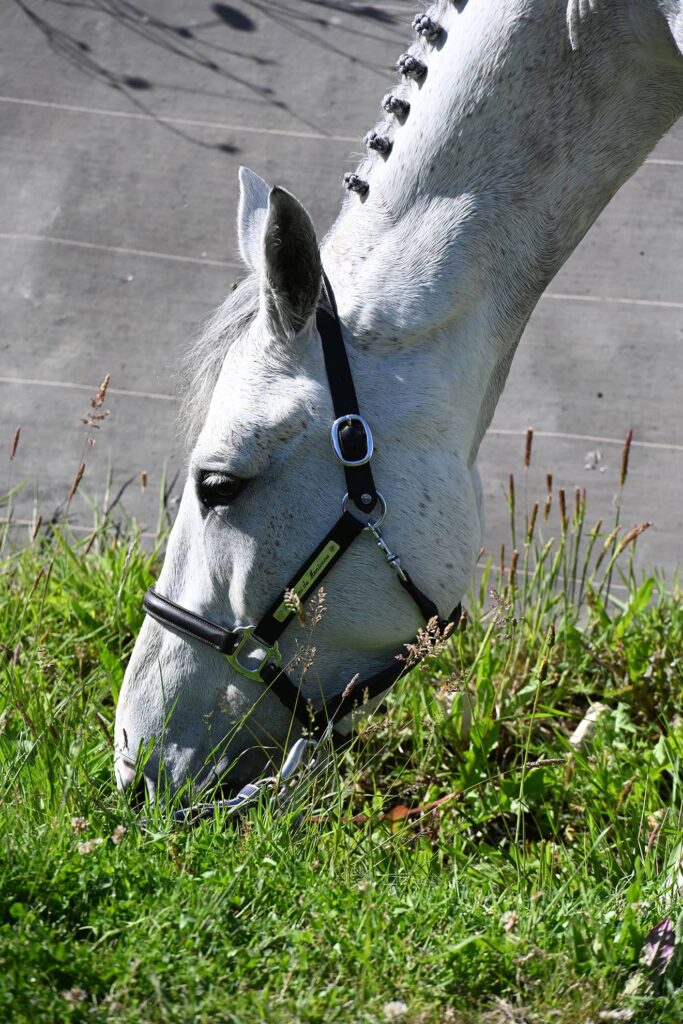 Protect your horse from extreme heat