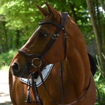filet cheval équitation muserolle Y Antarès