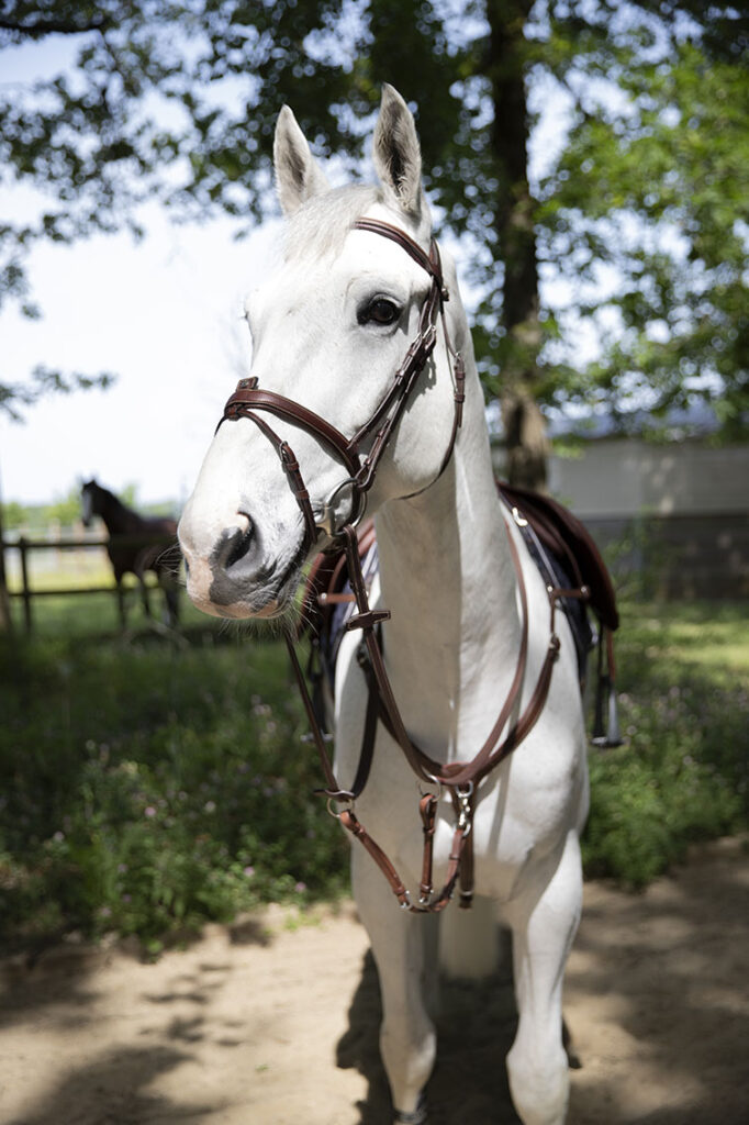 Enrênement martingale à anneaux Antarès