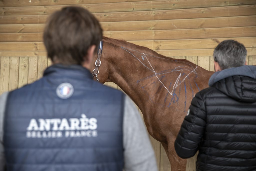 ostéopathie du cheval